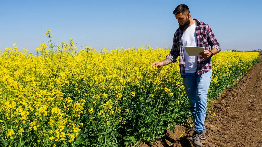 Mann steht mit Tablet PC auf einem Rapsfeld
