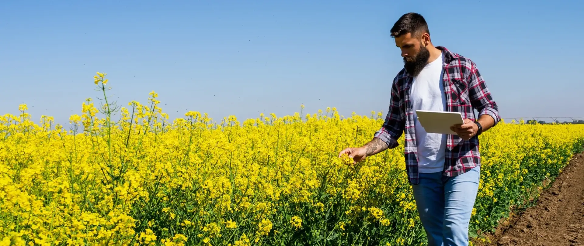 Mann steht mit Tablet PC auf einem Rapsfeld