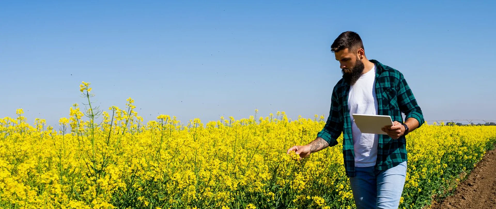 Mann steht mit Tablet PC auf einem Rapsfeld