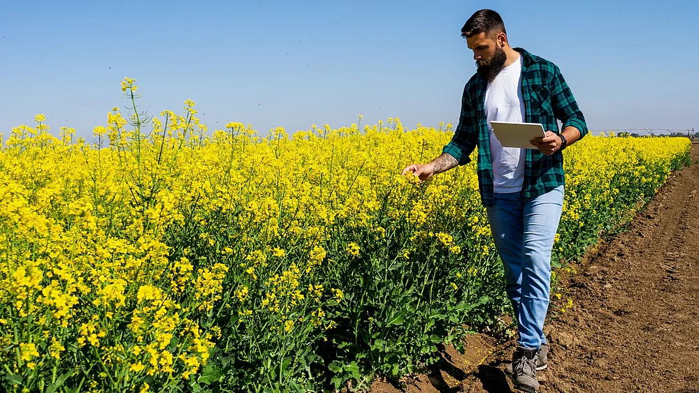 Mann steht mit Tablet PC auf einem Rapsfeld